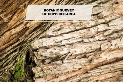 botanic survey of coppiced area
