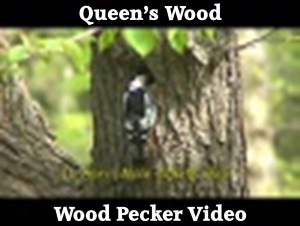Woodpecker Video
