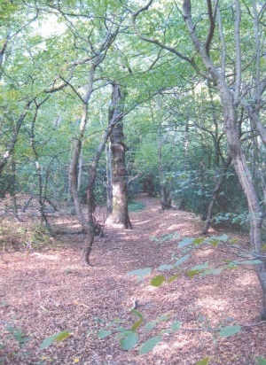 A surviving portion of the woodbank boundary 